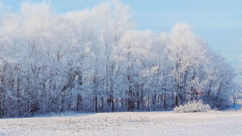 forest, winter, snow, landscape, trees, 4k