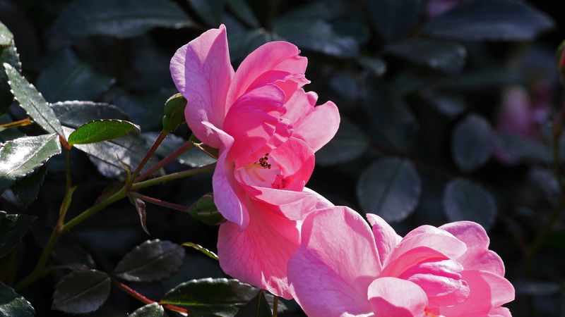 rose, bush, branches, leaves, buds, 4k