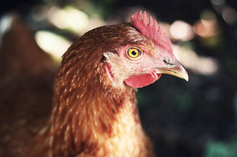 a hen chicken with reddish brown feathers, farm poultry 4k