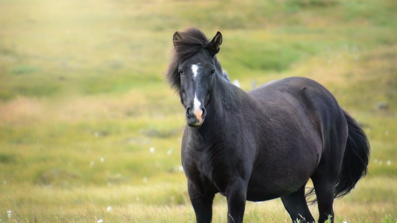 iceland horse, mare, field, 4k