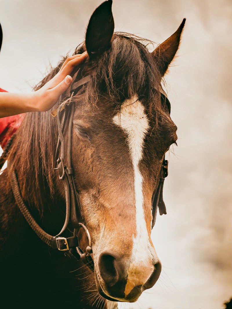 a womans hand affectionately rests on the mane of a dark brown horse, horse lovers hand 4k