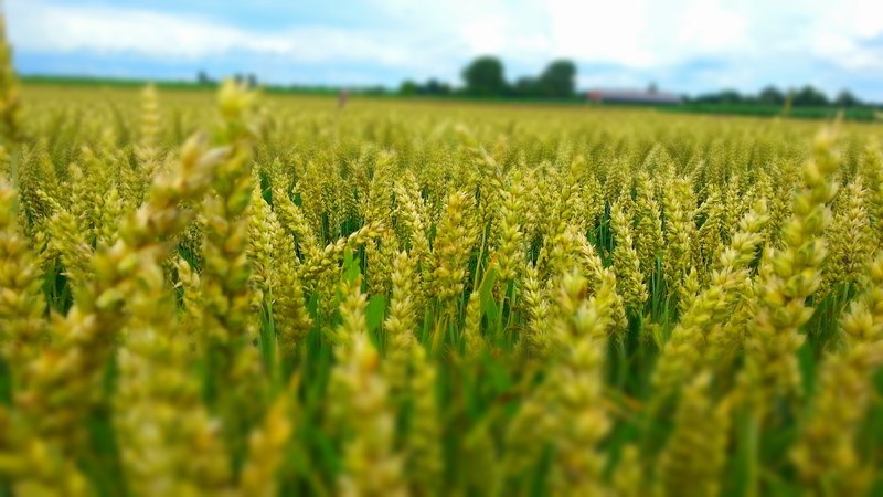 outdoor cloud cereal and field 4k