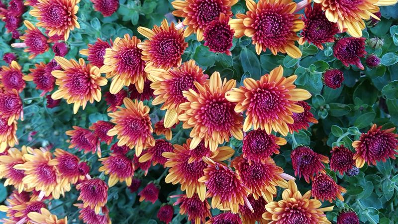 chrysanthemums, flowers, twigs, buds, 4k