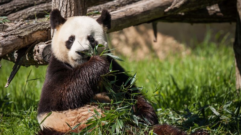 panda, bear, bamboo, grass, 4k