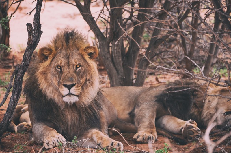 male lions lying down under tree branches in the wild at erindi lodge parking, relaxing after a long night 4k