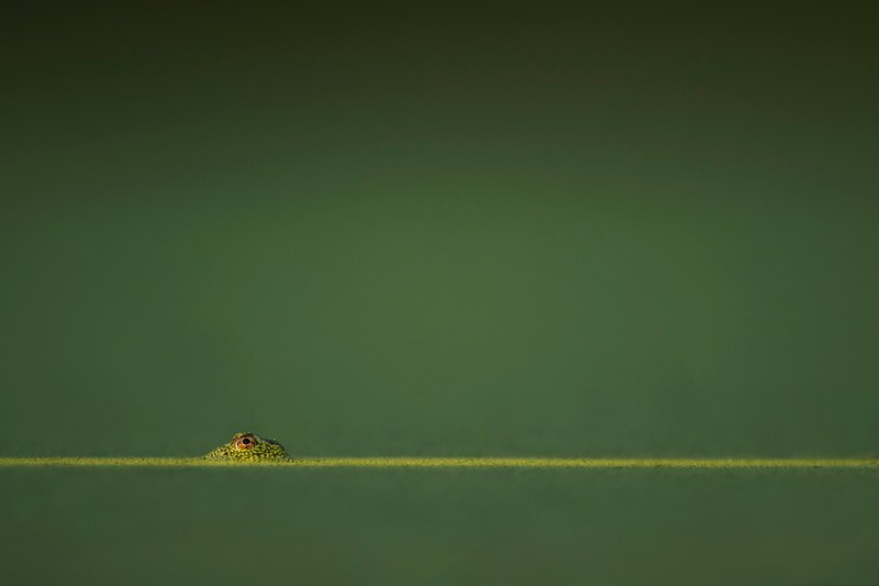 a macro shot of a frog sitting in a green pond in palmyra new jersey, new jersey frog pond 4k