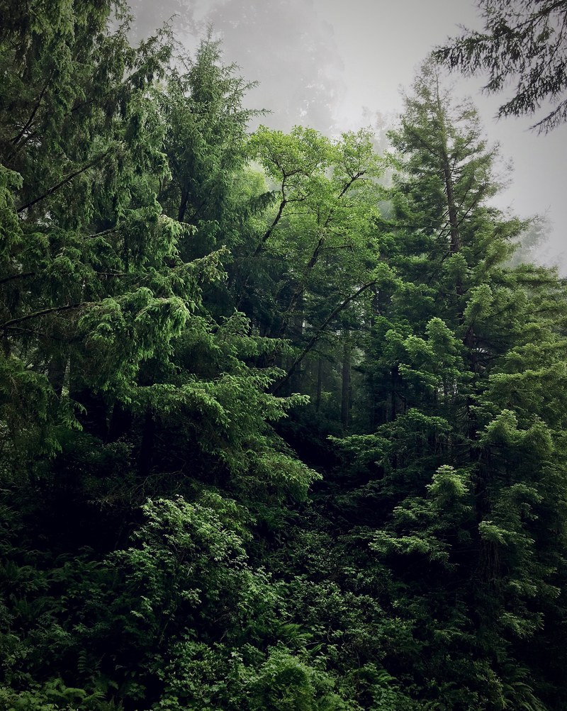 lush green pine forest on a foggy evening, green oregon forest 4k