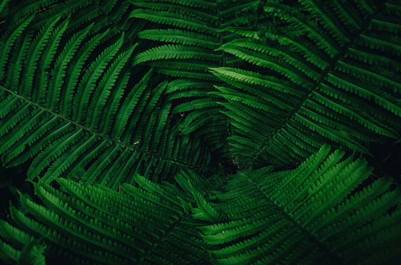 several large fern leaves seen from above, intothewoods 4k