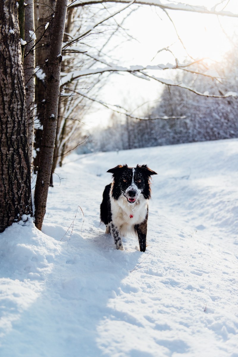 dog snow border collie and canine hd, 4k