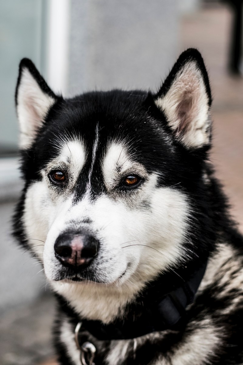 close up of the head of a husky dog, doggy without a home 4k