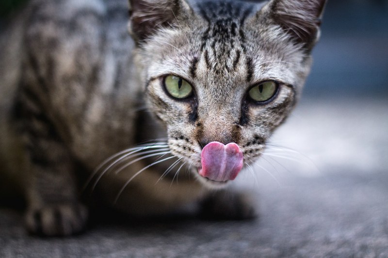 a green eyed tabby cat sticking out its tongue, tabbys tongue 4k