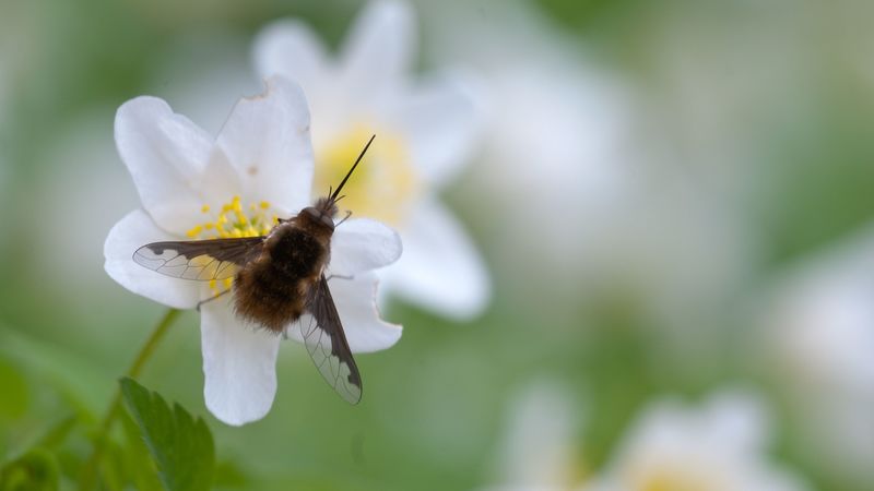 bombylius, insect, flower, macro, 4k
