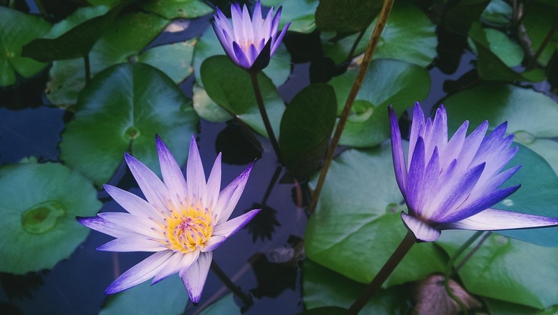 overhead shot of violet water lilies on the surface of water, violet water lilies 4k