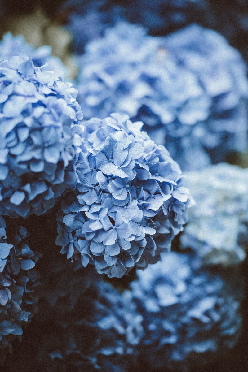 leaf plant flower and blue hd, 4k