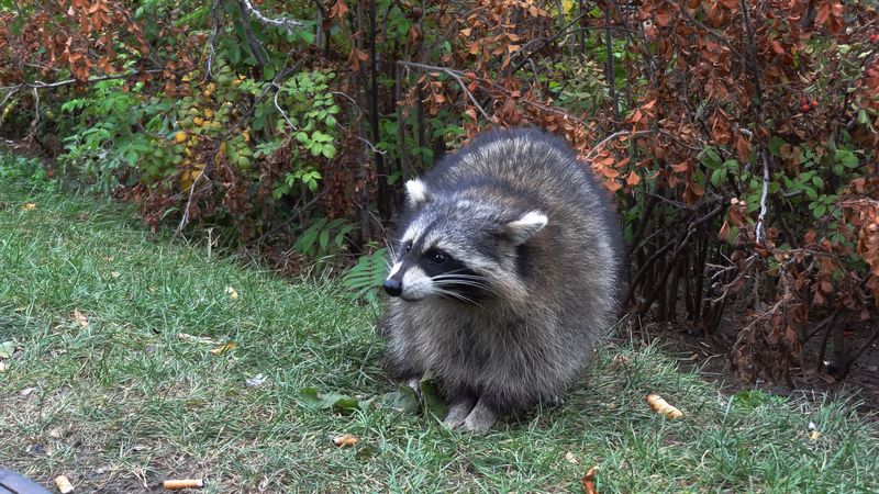 raccoon, forest, grass, walk, 4k