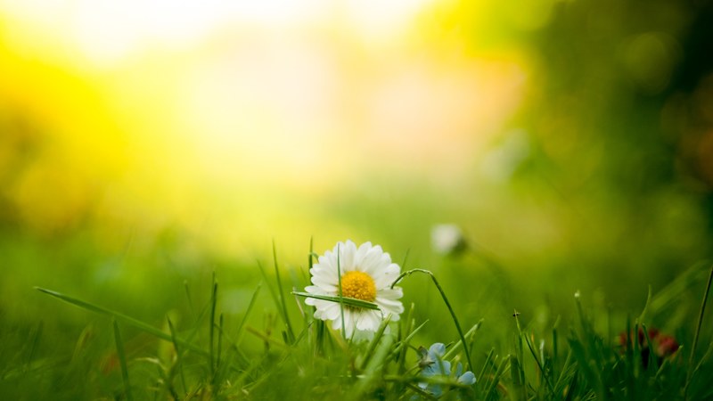 close up of a white daisy in a patch of grass, white daisy in grass 4k