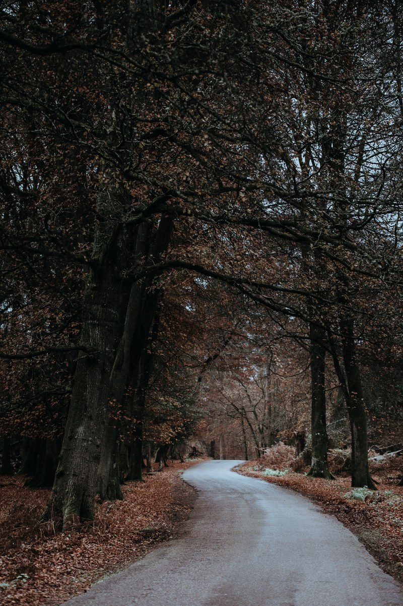 new forest lane 4k