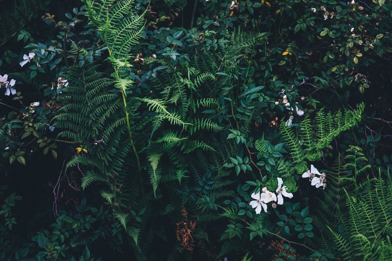 an overhead shot of a green thicket with ferns and white flowers, green ferns and white flowers 4k