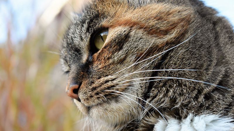 cat, face, striped, view, 4k
