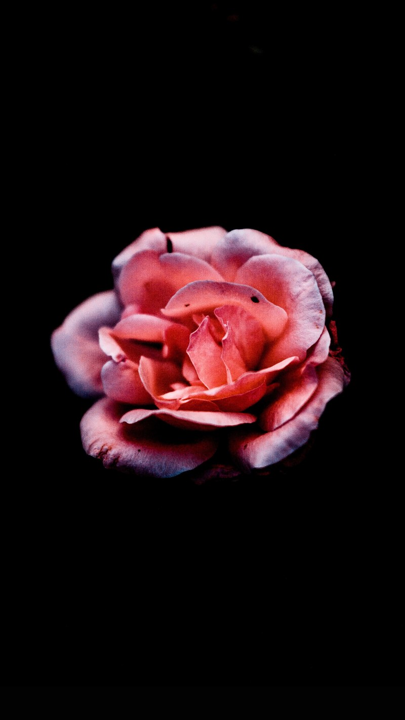 garden rose macro and nature hd, 4k