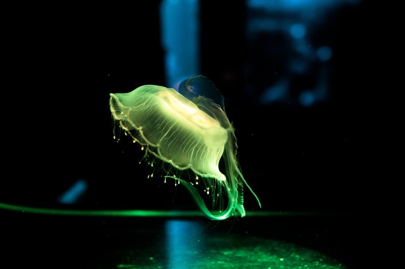 jellyfish water sea and ocean 4k