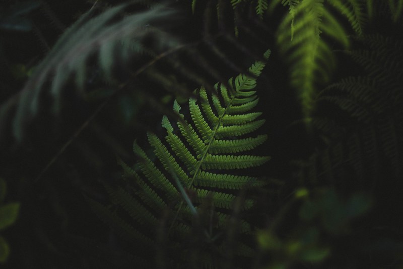 large fern leaves against a dark background in oahu, lost in hawaii 4k