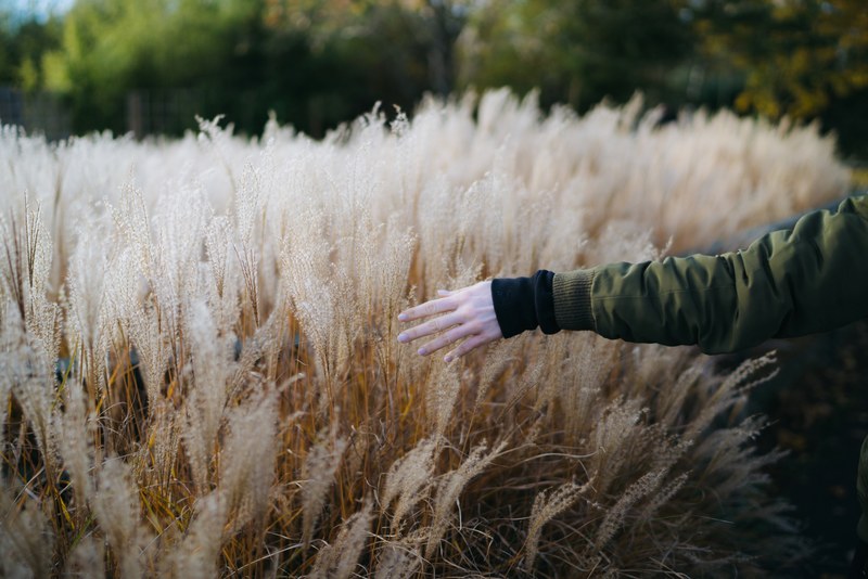 gentle touch of nature 4k
