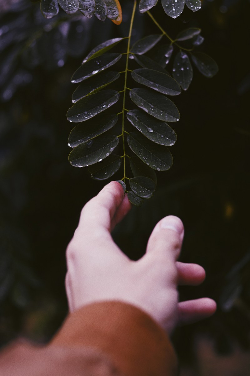 nature rain hand and forest hd, 4k