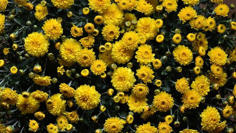 chrysanthemums, flowers, flowerbed, 4k