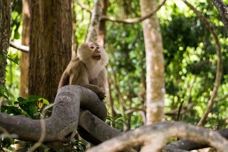 squirrel monkey monkey primate and monkeys 4k