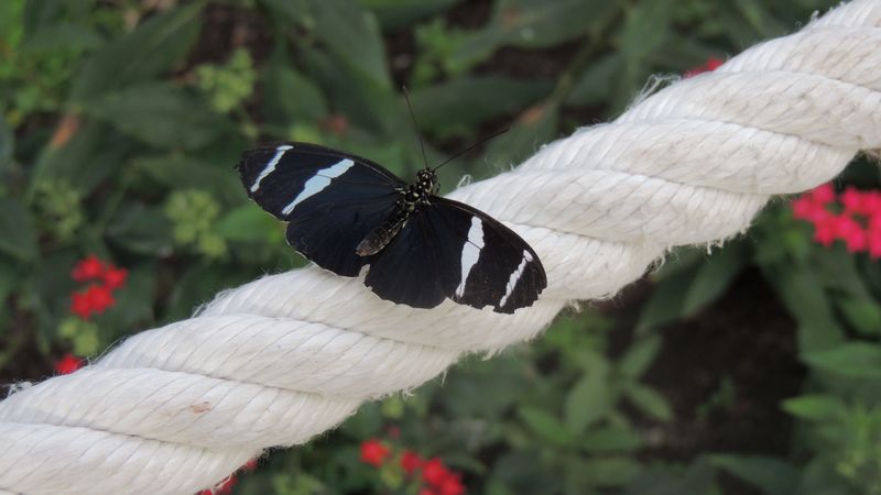 butterfly, cable, plants, weaving, rope, 4k