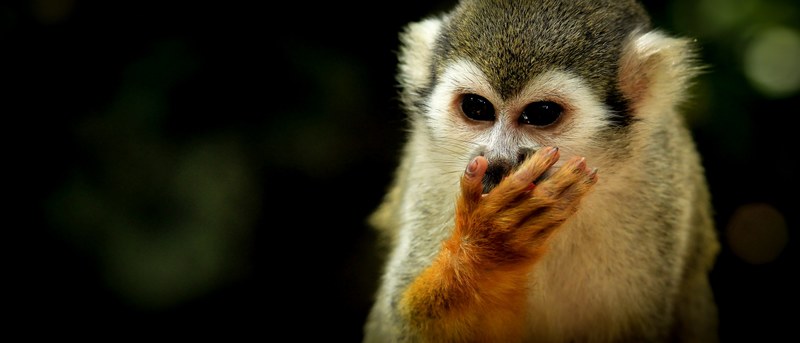 eating monkey 4k