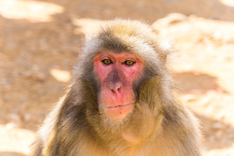 monkey macaque primate and face 4k