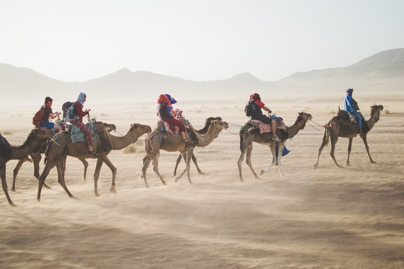a group of young people riding camels across the sahara desert, camel riders in morocco desert 4k