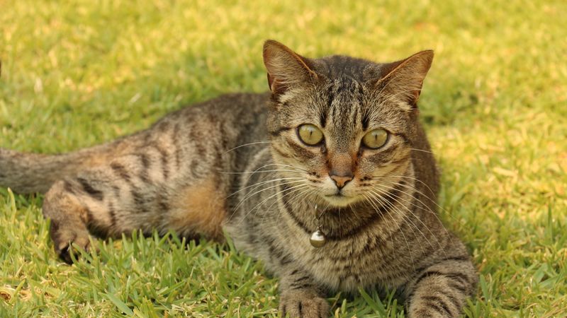 cat, tabby, grass, lying, sleighbell, collar, 4k