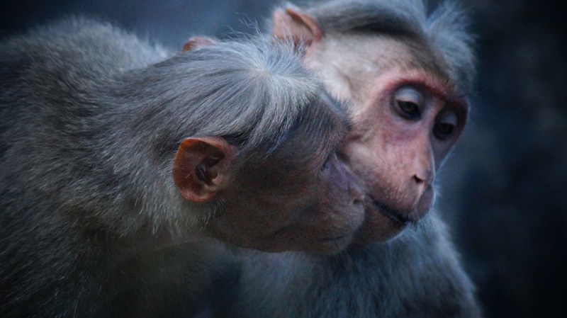 two monkeys nuzzle one another affectionately against a black background in pollachi, nuzzling monkeys 4k