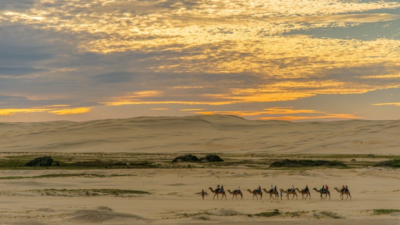 a camel train crosses a desert in convoy as the sun sets against a yellow gold sky, camel train sunset_ 4k