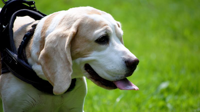 beagle, dog, face, tongue, walk, 4k