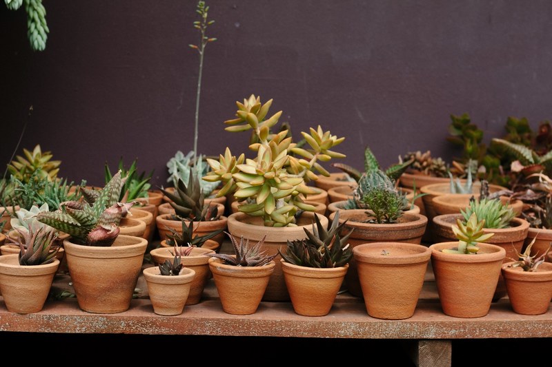 rows of potted succulents for sale at a greenhouse, botanical shop 4k