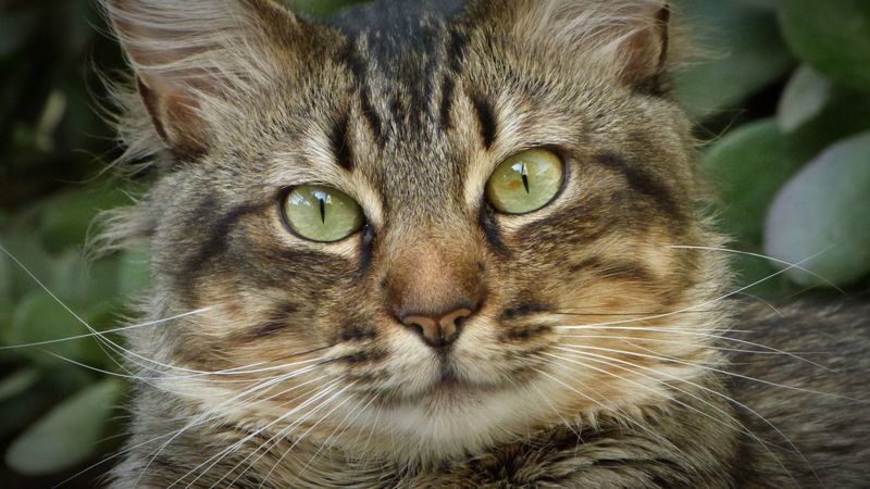 cat, face, fluffy, cute, home, 4k