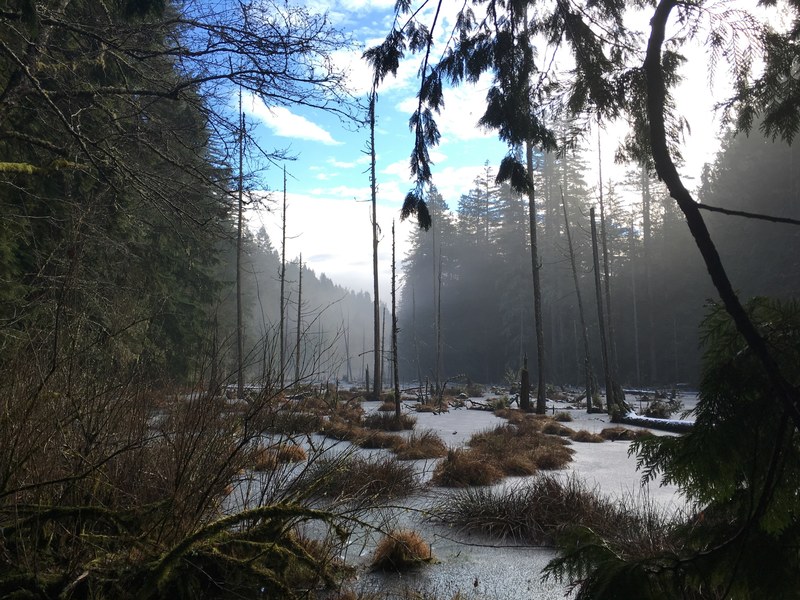 forest tree water and swamp 4k