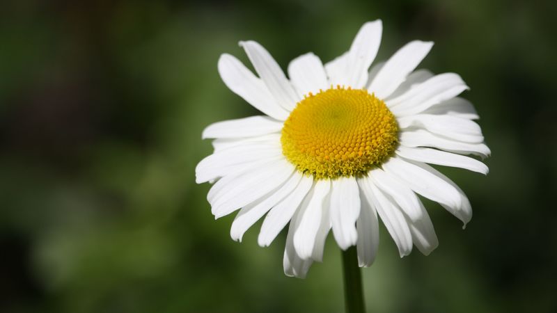 daisy, flower, bud, petals, 4k