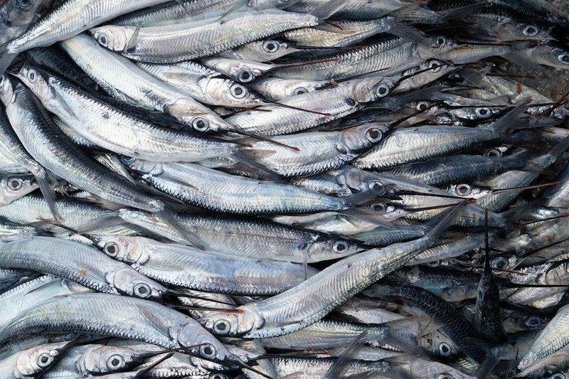 a large number of fresh caught gray fish, flying fishes on the ground 4k