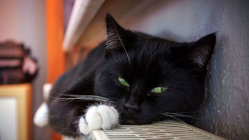 cat, black, lying, spotted, whiskers, 4k