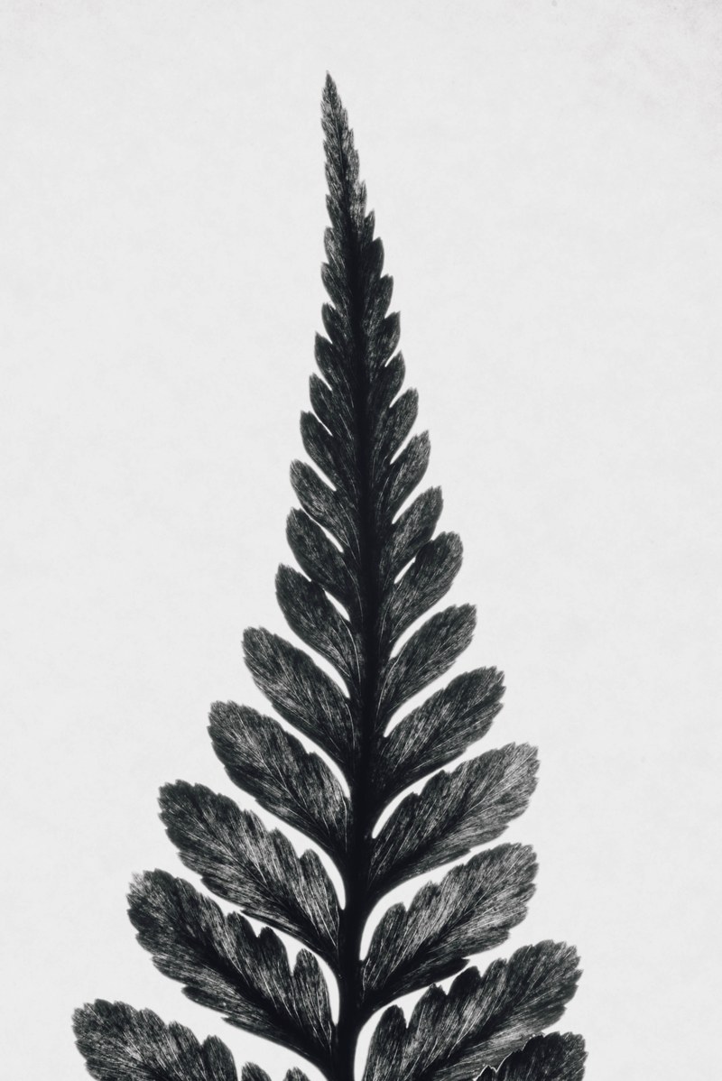 a tall leaf, _tall leaf 4k