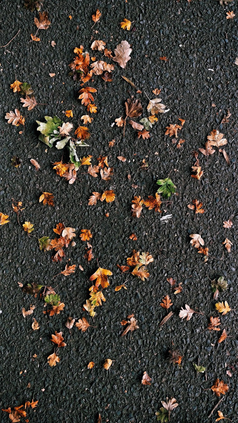 leaves scattered on the ground, _scattered leaves 4k
