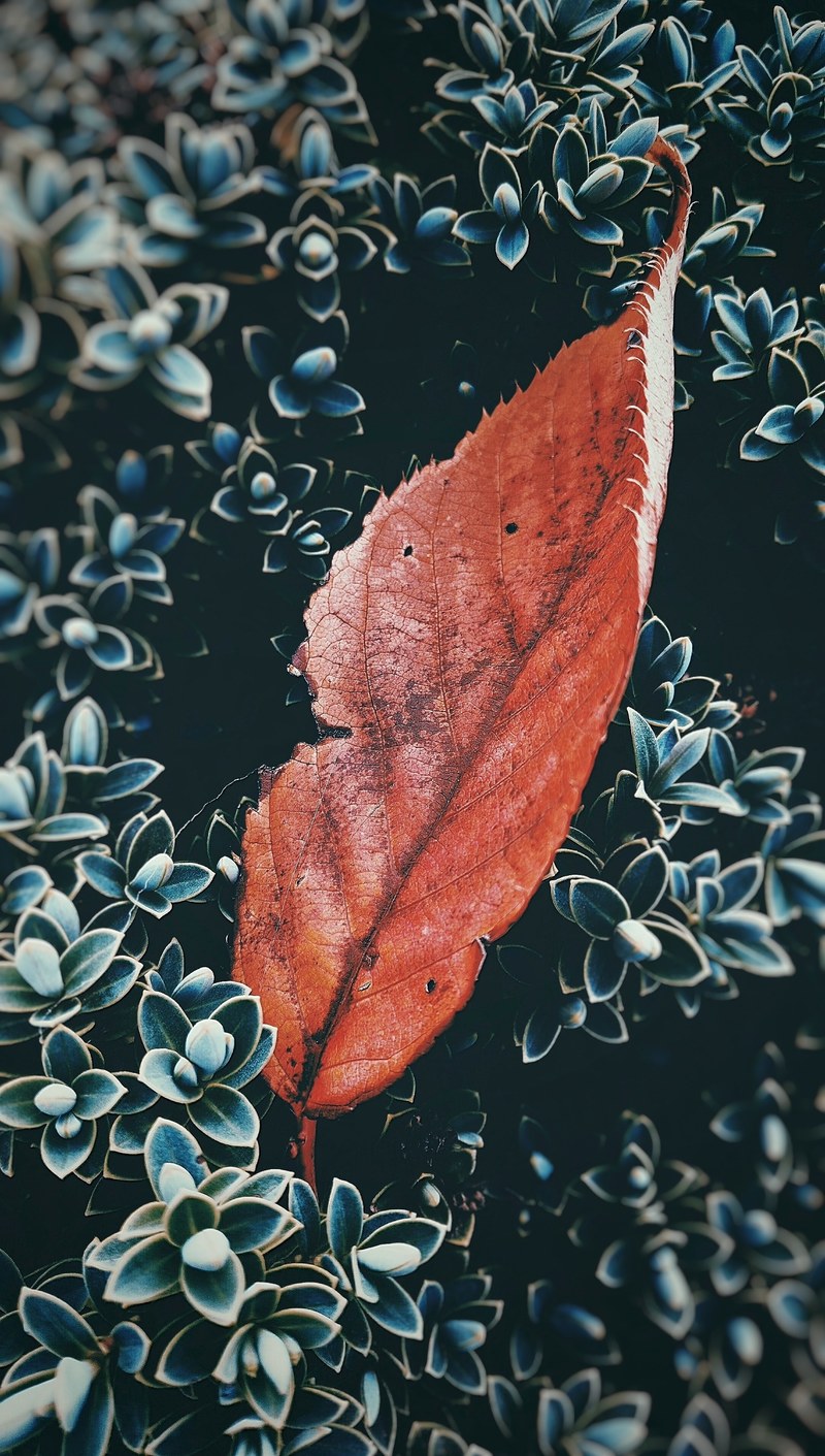 an orange leaf sitting in a bush, _orange leaf in bush 4k