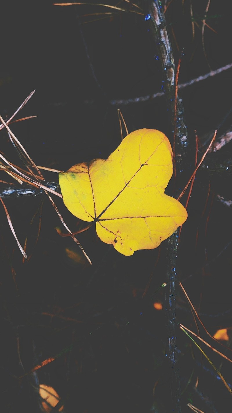 a yellow leaf, _yellow leaf 4k