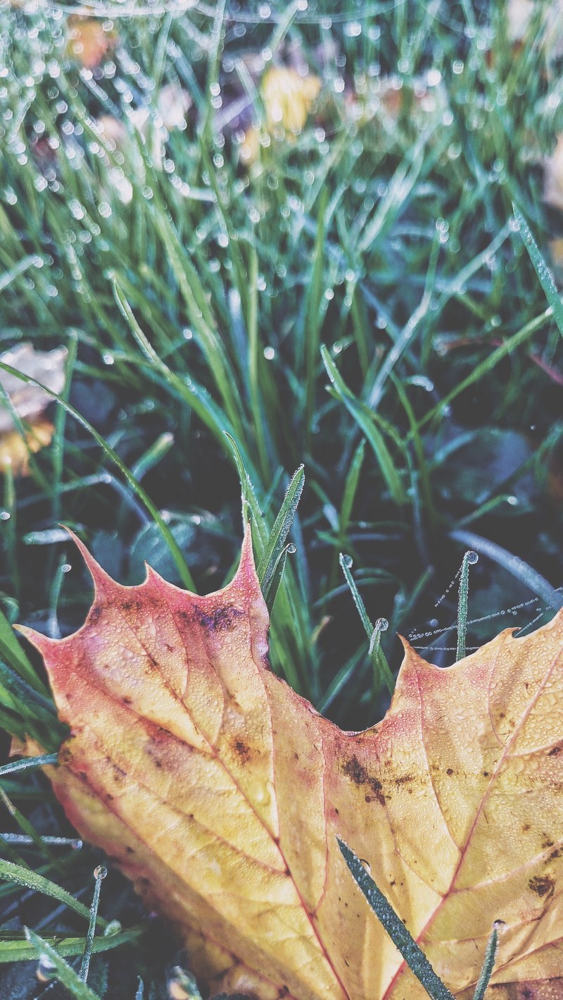a large dried orange leaf in the grass, _large orange leaf 4k