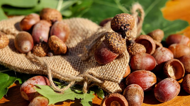 acorns, bag, nuts, 4k